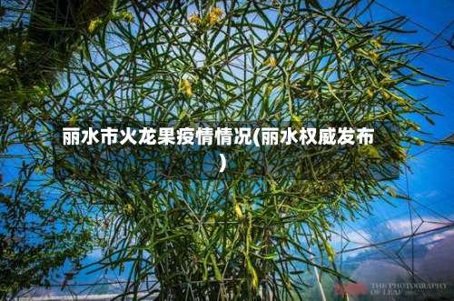 丽水市火龙果疫情情况(丽水权威发布)-第1张图片